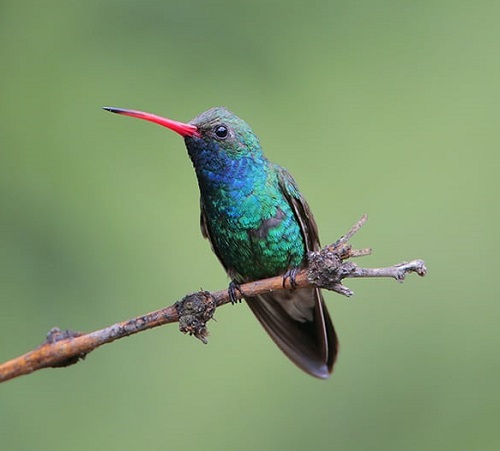 Hummingbirds In Georgia 9