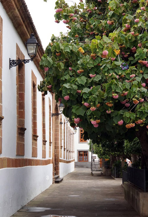 Pink Snowball Tree 1