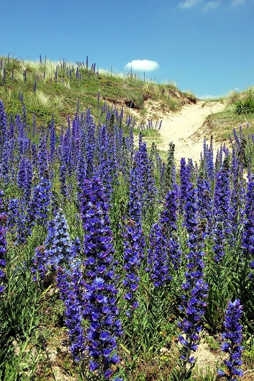 Weeds with Blue Flowers 17