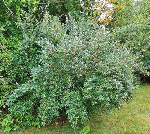 Invasive Plant Species in New York 7