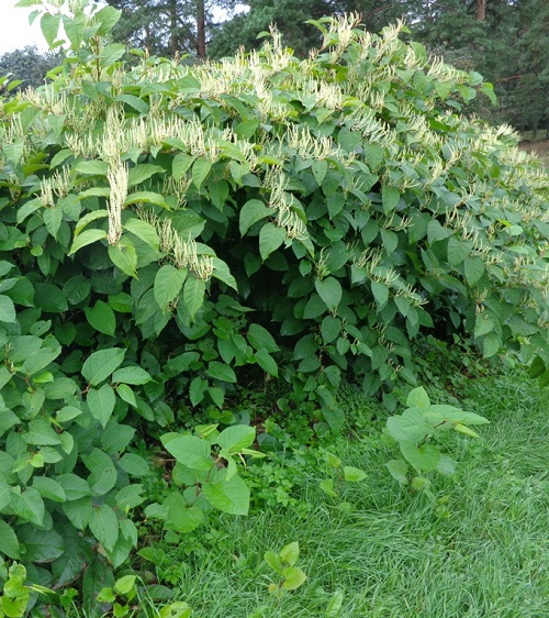 Invasive Plant Species in New York 9