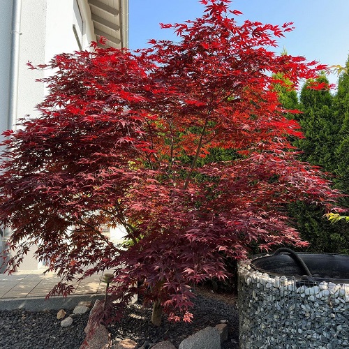 Fireglow Japanese Maple 1