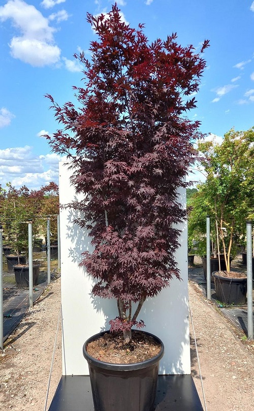 Fireglow Japanese Maple 3