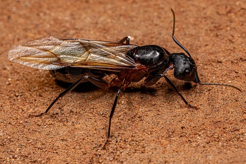 Bugs That Look Like Termites 7