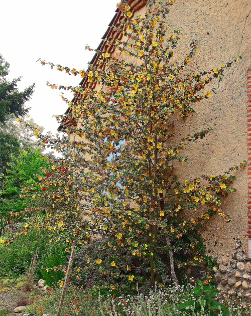 Trees with Yellow Flowers 17