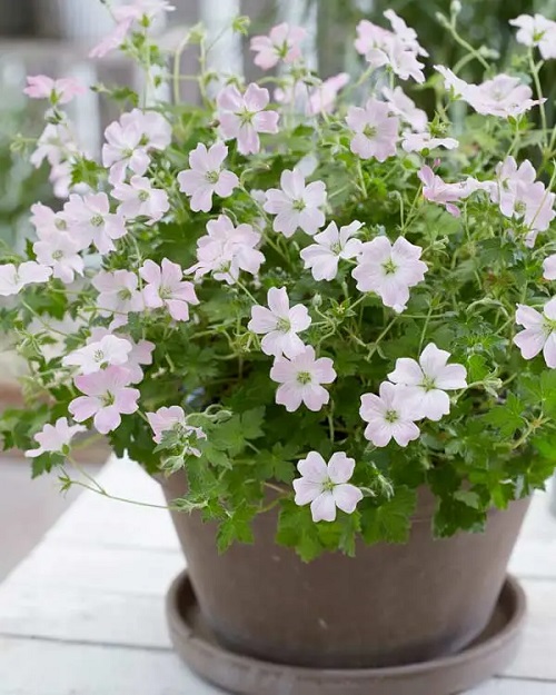 Types of Geraniums 19