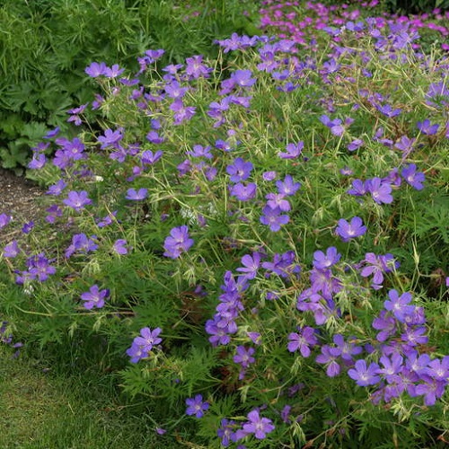 Types of Geraniums 21