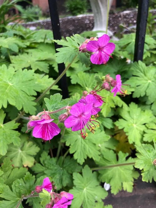 Types of Geraniums 33