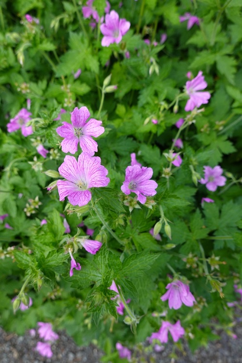 Pink Wildflowers 21