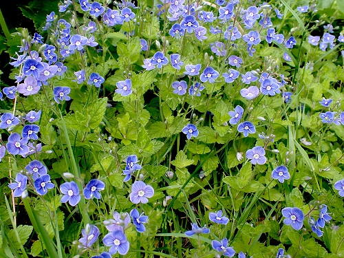 Weeds with Blue Flowers 13