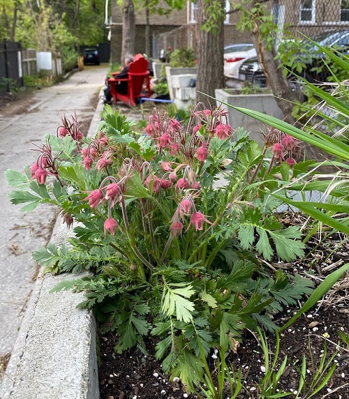 Illinois Native Plants 19