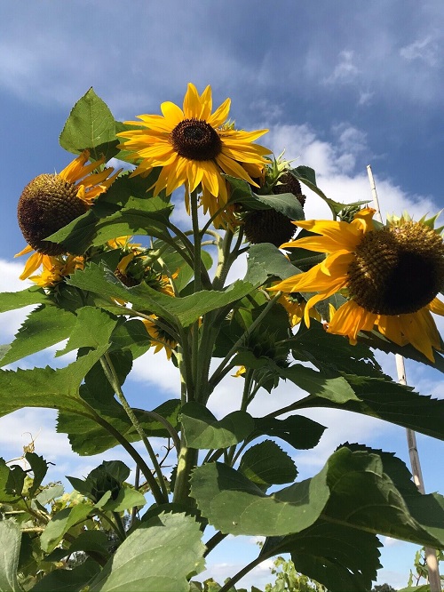 Giant Sunflower Varieties 5