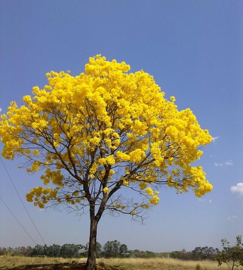 Trees with Yellow Flowers 9