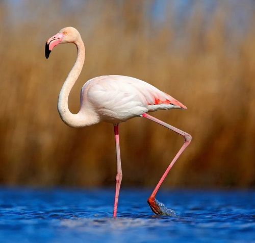 Shore Birds with Curved Beaks 7