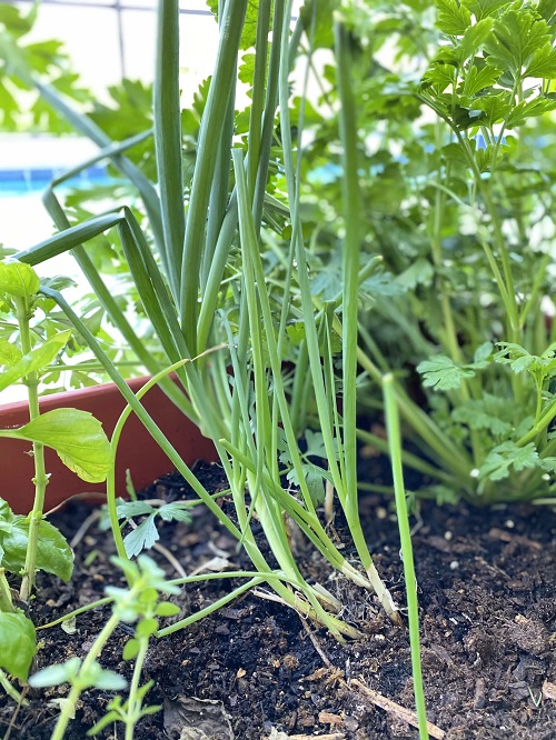 Vegetables You Can Plant in August and Harvest in September 11