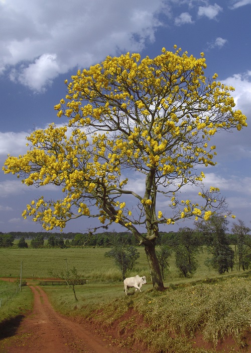 Trees with Yellow Flowers 29