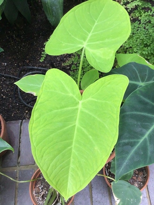 Growing Malanga 2