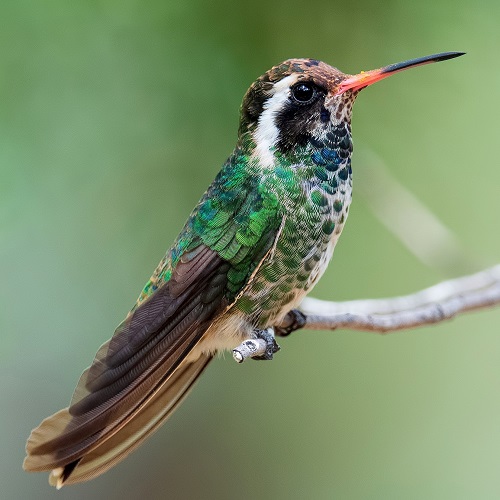 Hummingbirds In Georgia 11