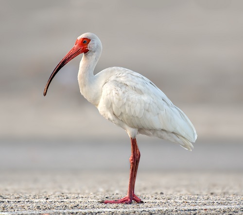 Shore Birds with Curved Beaks 5