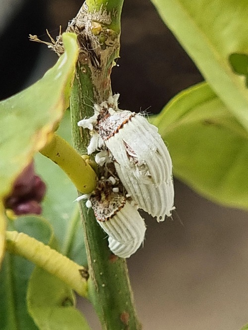 Tiny Bugs that Look Like Specks of Dirt 11