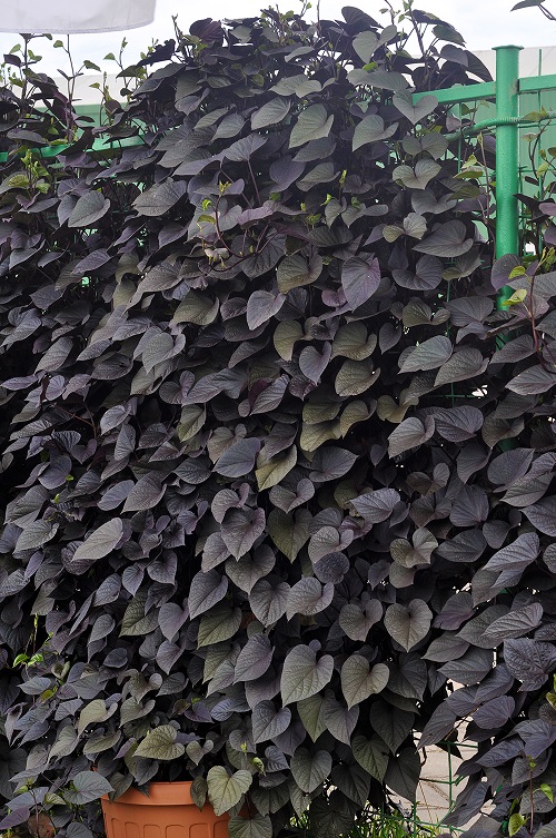 Black Foliage Vines and Climbers 1