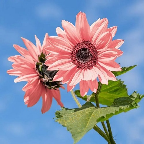 Pink Sunflowers 7