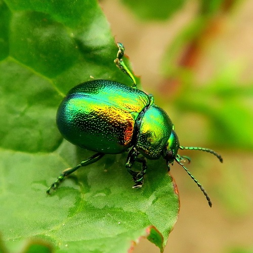 June Bug vs. Japanese Beetle 2