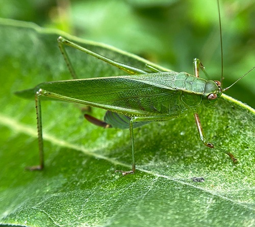 Green Bugs that Look Like Leaves 9