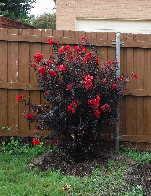 Black Foliage Vines and Climbers 3