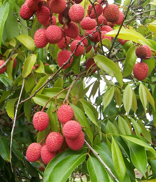 Pink Fruits 15