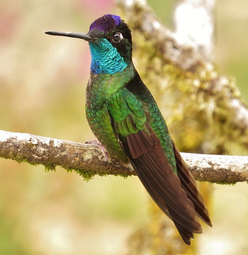 Hummingbirds In Georgia 15