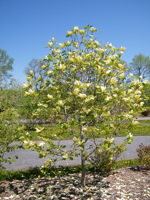 Trees with Yellow Flowers 19