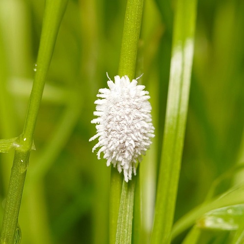 Little White Bugs That Look Like Lint 9