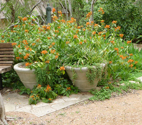 Mexican Flowers 7