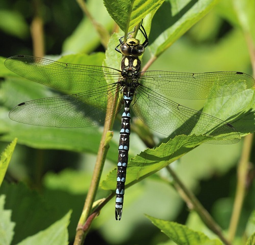 Types of Dragonfly 17