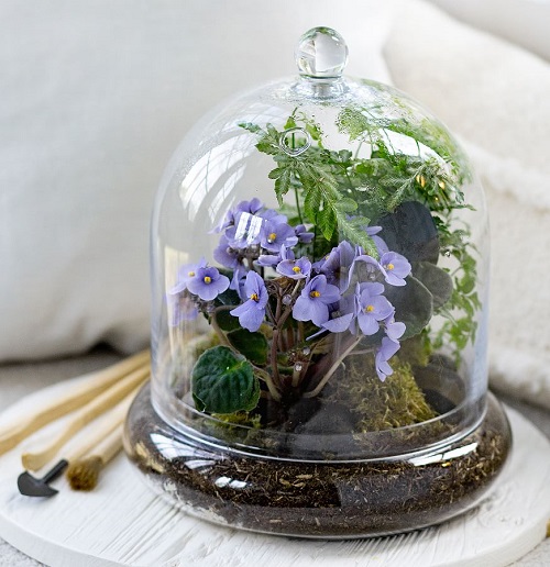 Indoor Plant Varieties for Terrariums 7