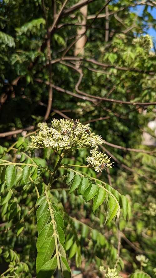 Yellow Flowering Herbs 11