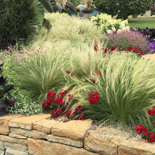 Dallas Plant Zones | 37 Best Plants for Dallas 9