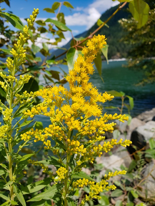 Nebraska State Flower 1