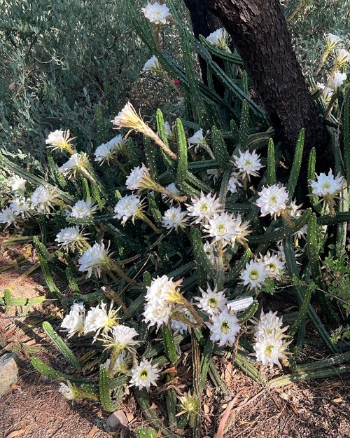 How to Get Night Blooming Cereus to Bloom 1