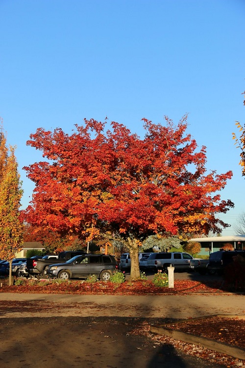 Pacific Sunset Maple Tree 2