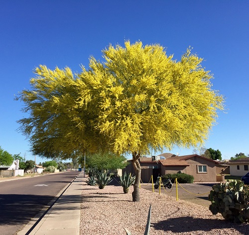 Trees with Yellow Flowers 5