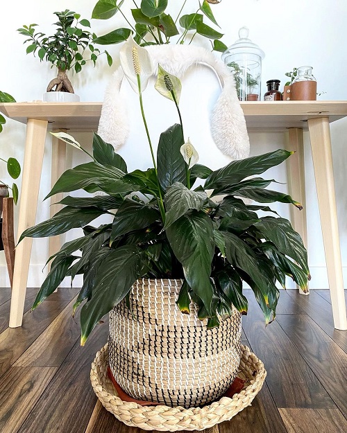 Peace Lily Brown Tips