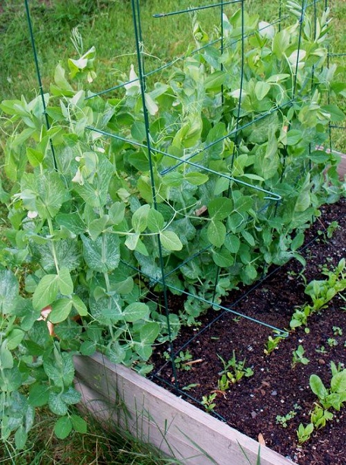 Best Vegetables to Grow in Texas 7