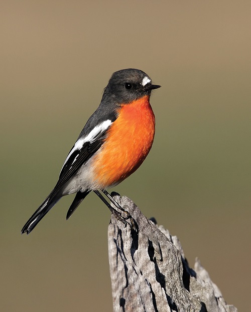 Birds with Red Chest 10