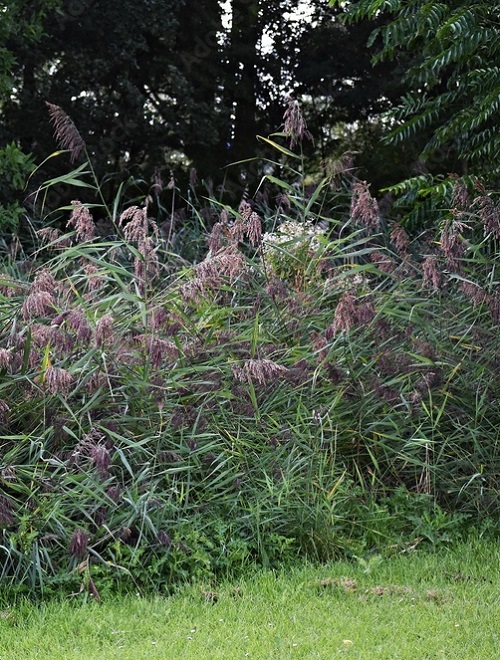 Invasive Plant Species in New York 15