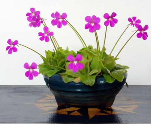 Butterwort 4