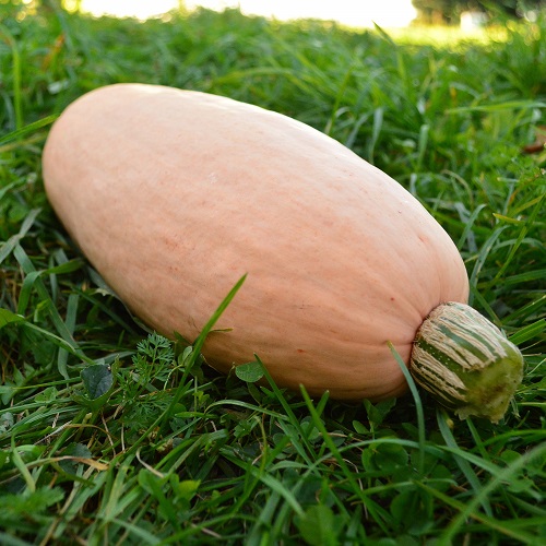 Pink Pumpkin 6