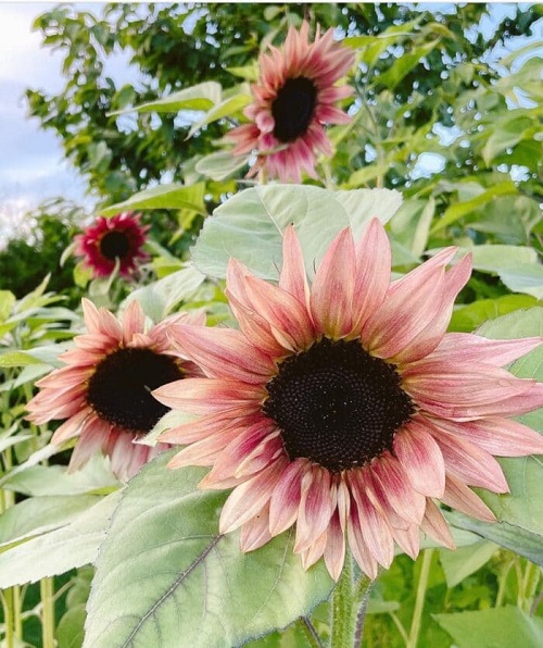 Pink Sunflowers 5