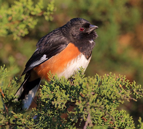 Birds with Red Chest 7